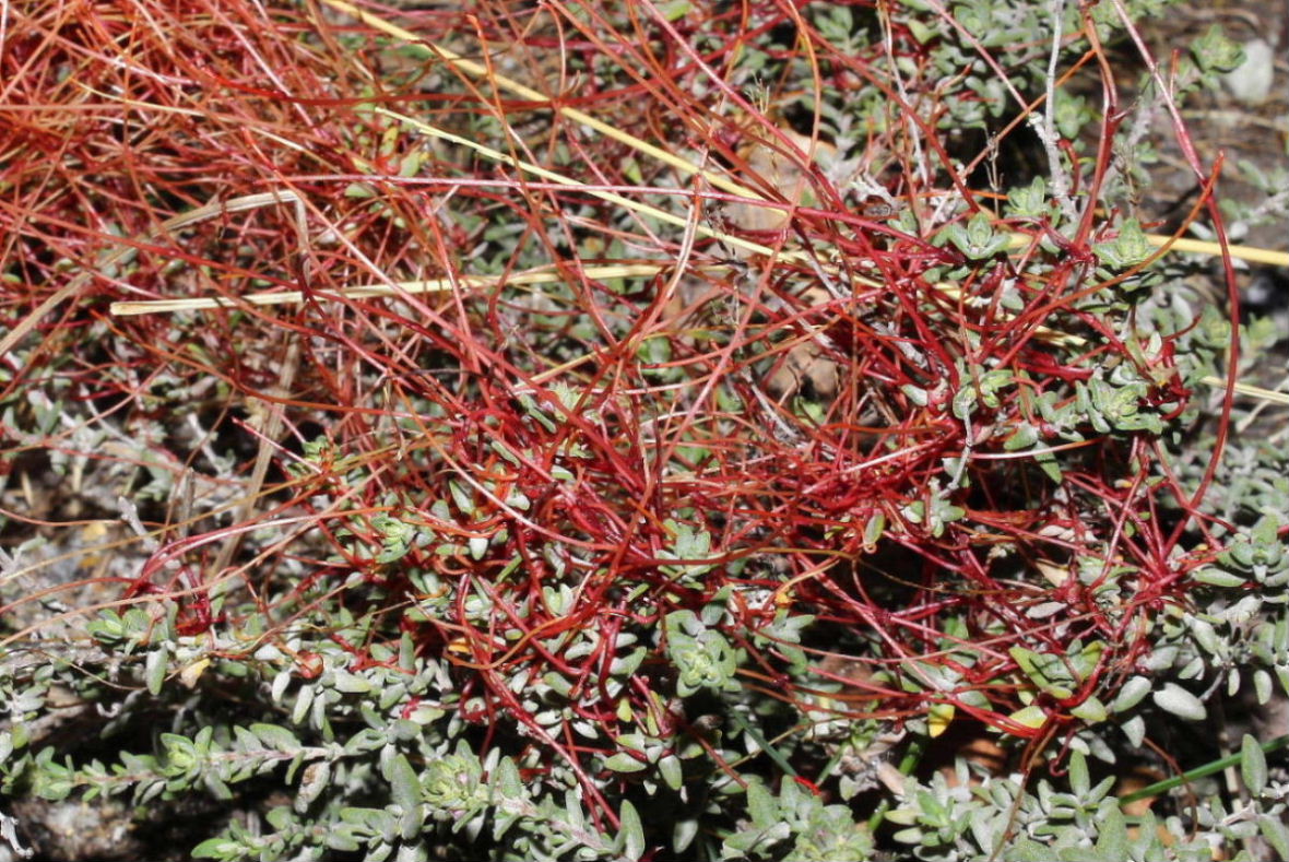 Cuscuta da determinare � 1